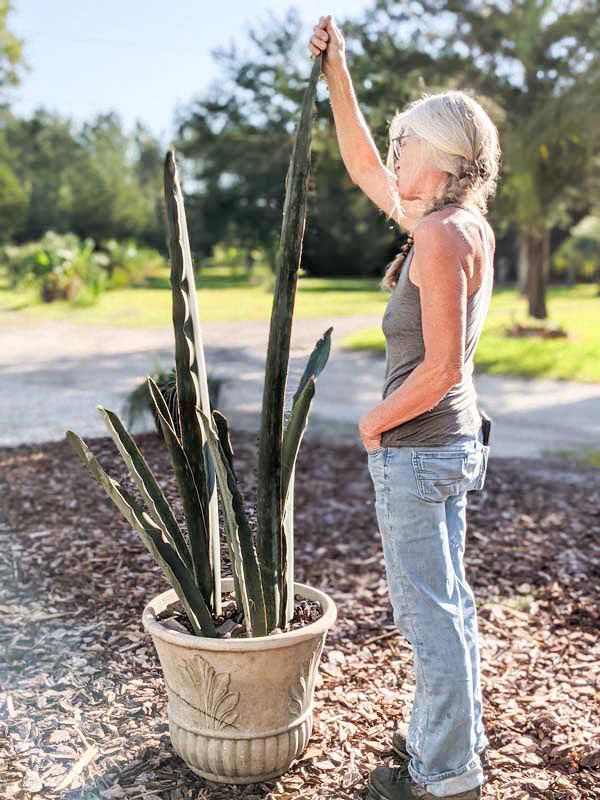 Lg. Gorgeous Kiboko African Super Clone, Largest Known Snake Plant (sansevieria) - Image 3