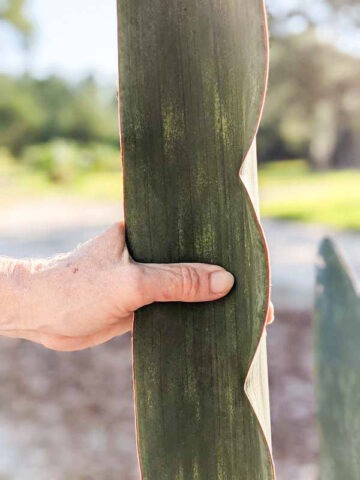 Alternative view of Lg. Gorgeous Kiboko African Super Clone, Largest Known Snake Plant (sansevieria)