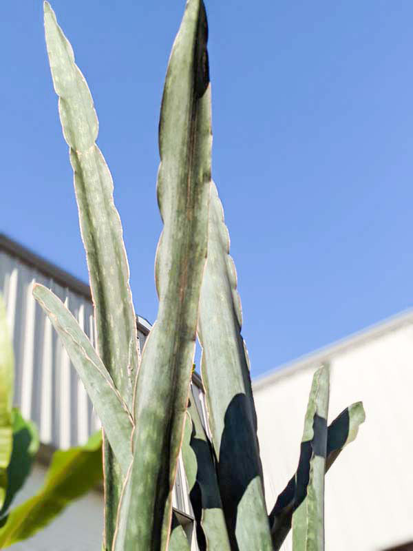 Lg. Gorgeous Kiboko African Super Clone, Largest Known Snake Plant (sansevieria) - Image 9