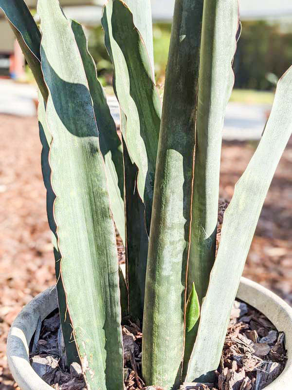 Lg. Gorgeous Kiboko African Super Clone, Largest Known Snake Plant (sansevieria) - Image 8