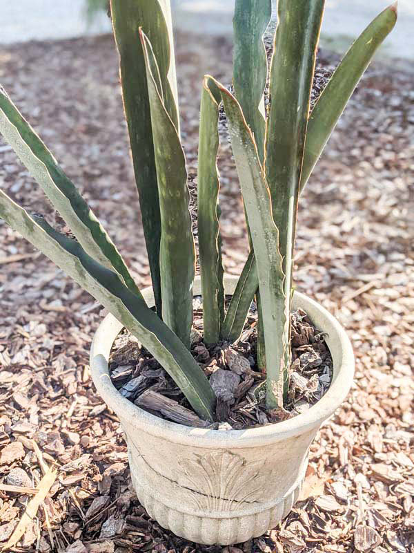 Lg. Gorgeous Kiboko African Super Clone, Largest Known Snake Plant (sansevieria) - Image 7