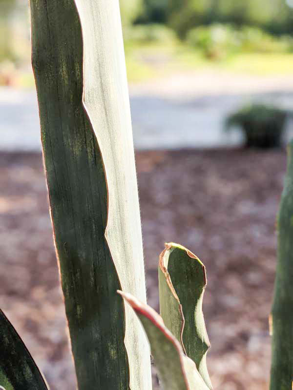 Lg. Gorgeous Kiboko African Super Clone, Largest Known Snake Plant (sansevieria) - Image 6