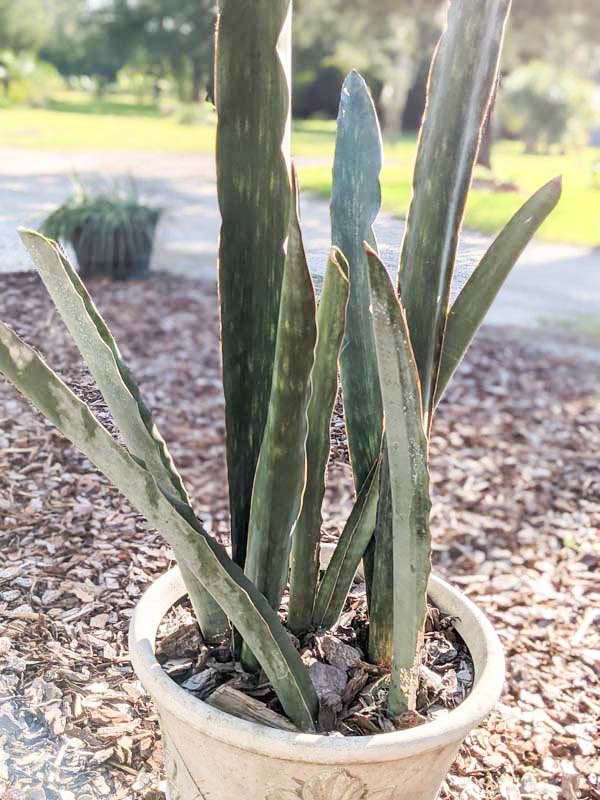 Lg. Gorgeous Kiboko African Super Clone, Largest Known Snake Plant (sansevieria) - Image 4