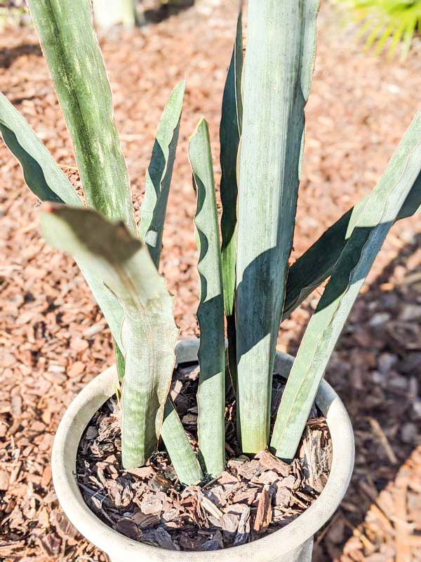 Lg. Gorgeous Kiboko African Super Clone, Largest Known Snake Plant (sansevieria) - Image 5