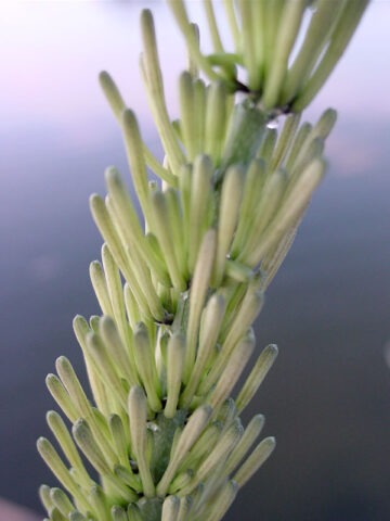 Alternative view of Lg. Popular Fan-Like Kenya Beauty Snake Plant (sansevieria)