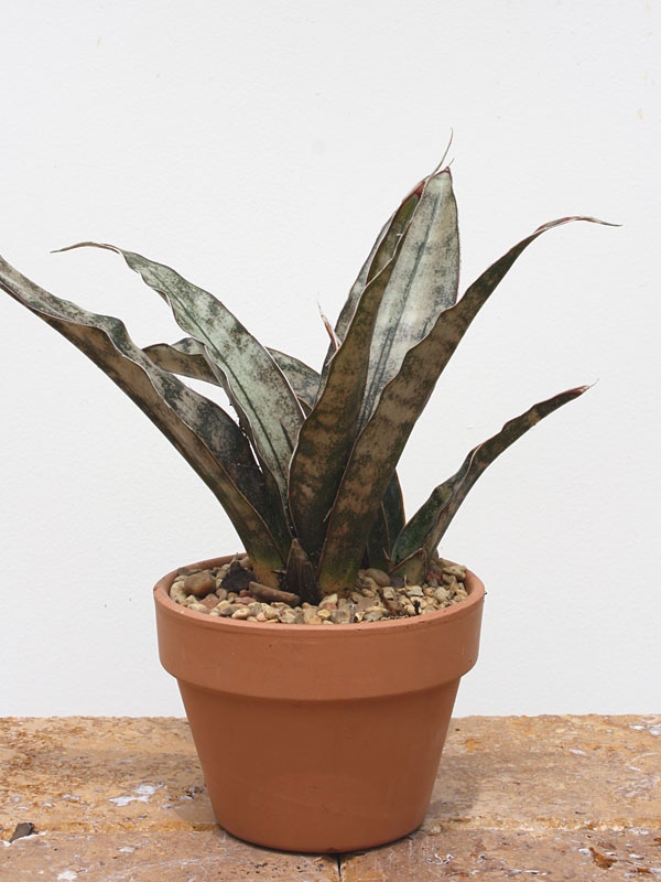 Lg. Kirkii Pulchra Coppertone Snake Plant (sansevieria kirkii) - Image 8
