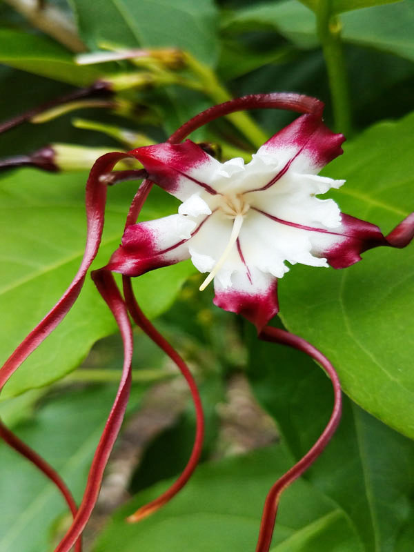 Twisted Cord Flower Bush (strophanthus caudatus)