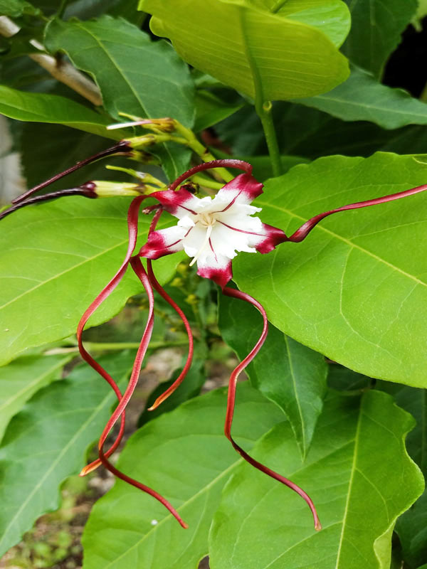 Twisted Cord Flower Bush (strophanthus caudatus) – Urban Tropicals
