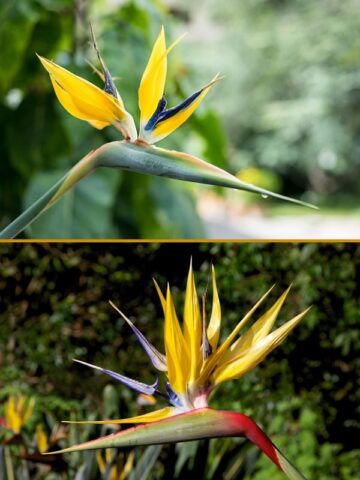 Lg. Mandelas Gold Bird of Paradise Plant  (strelitzia reginae)