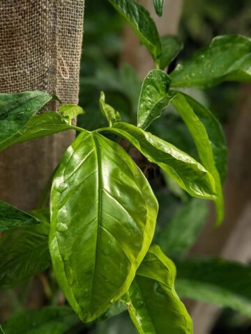 Alternative view of White Butterfly Arrowhead Plant (syngonium angustatum)