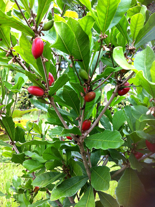 Fruit miracle - Synsepalum dulcificum - Vente plant Baie miracle