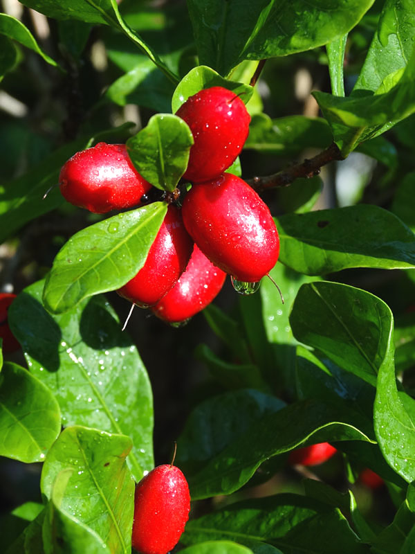 MIRACLE FRUIT @@ Synsepalum dulcificum rare tropical exotic berry edible 4 SEEDS 