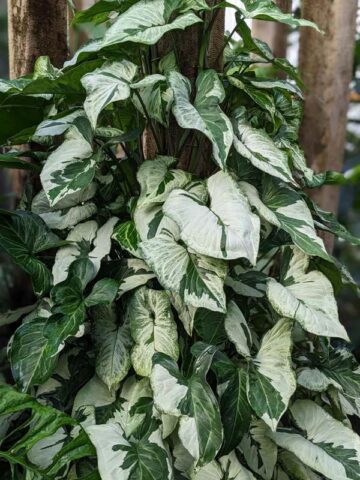 Jade Ghost / Three Kings Arrowhead Plant (syngonium podophyllum)
