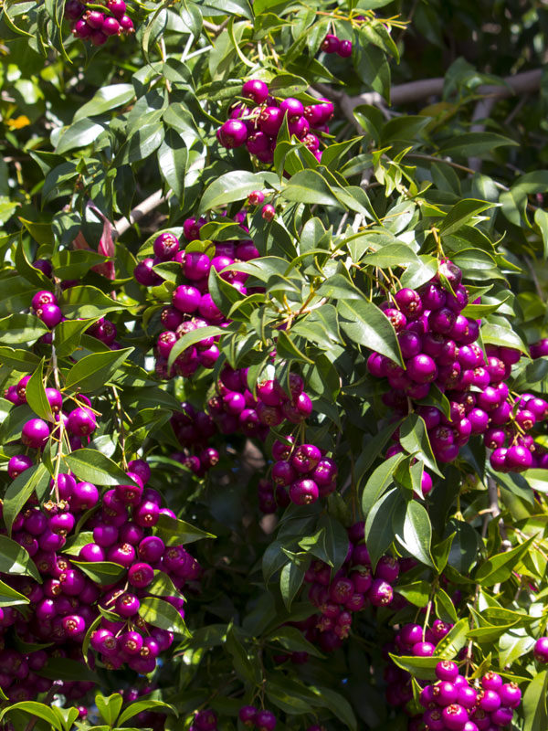 Image of Lilly pilly trees with herbs