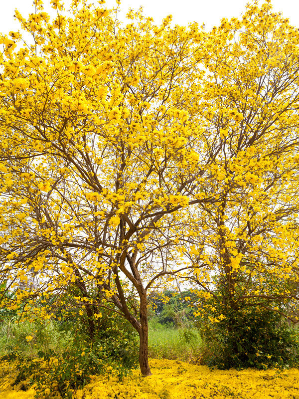 NEON Golden Trumpet Tree (tabebuia chrysotricha) – Urban Tropicals
