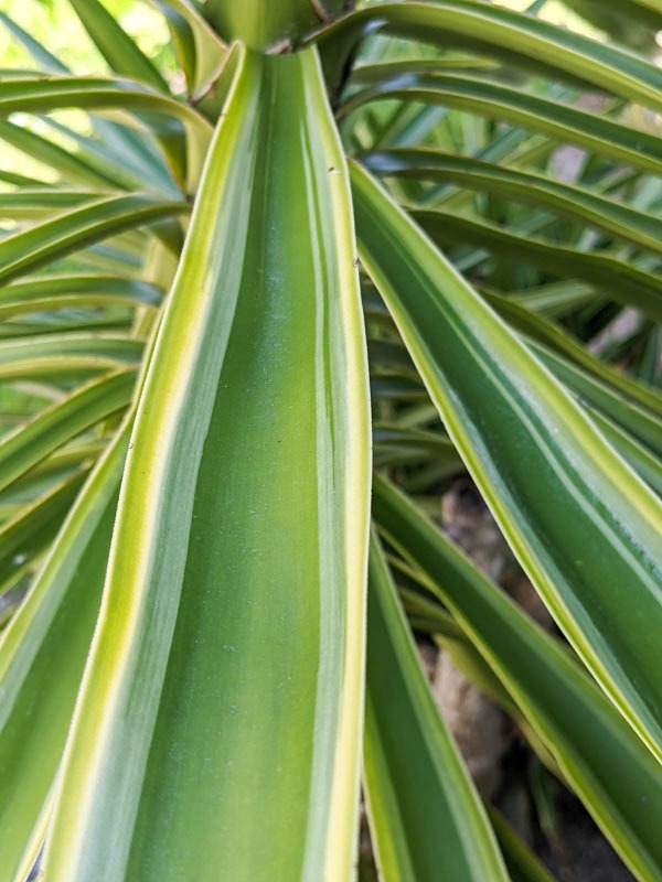 XL Giant Hawaiian Gold Giant Yucca (yucca elephantipes)