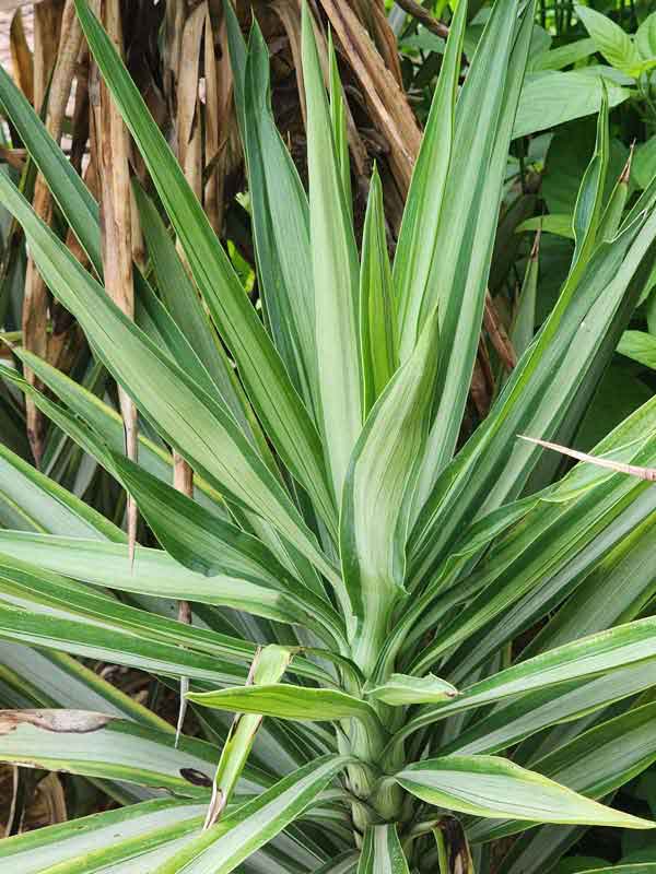 Lg. Spineless Silver Giant Yucca Plant (yucca elephantipes)  UrbanTropicals