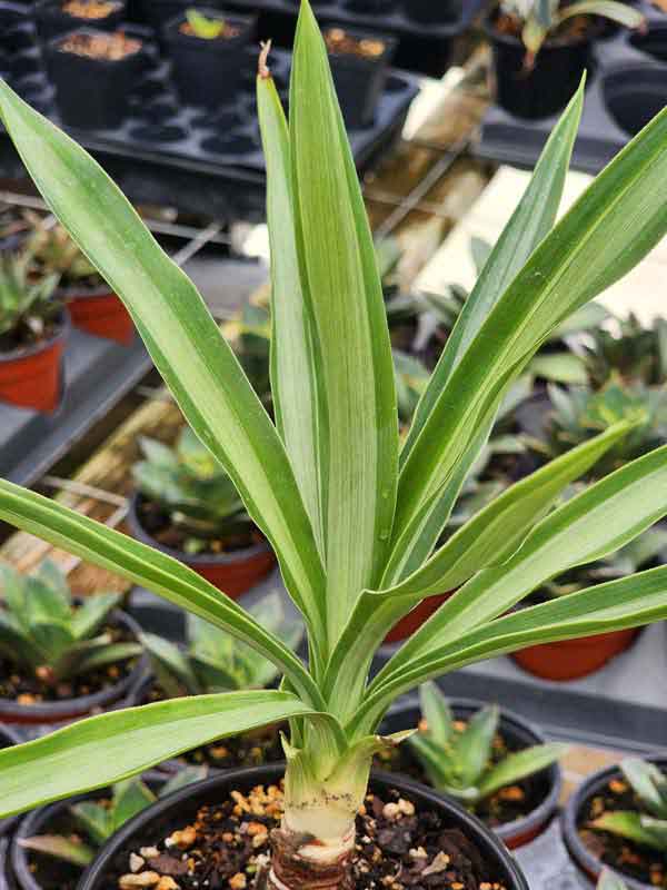 Lg. Spineless Silver Giant Yucca Plant (yucca elephantipes)  UrbanTropicals