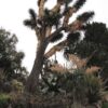 Multi-Headed Dragon Yucca Tree (yucca filifera)