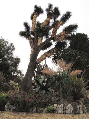 Multi-Headed Dragon Yucca Tree (yucca filifera)