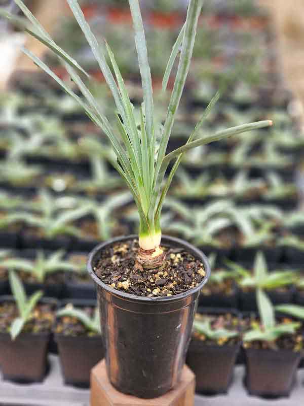 Lg. Long Leaf Spanish Dagger Yucca Plant (yucca torreyi) - Image 6