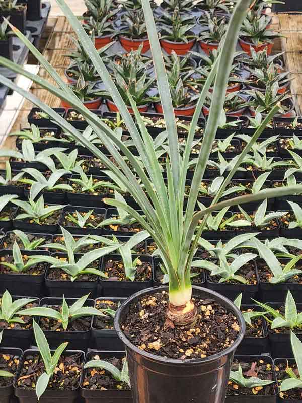 Lg. Long Leaf Spanish Dagger Yucca Plant (yucca torreyi) - Image 5