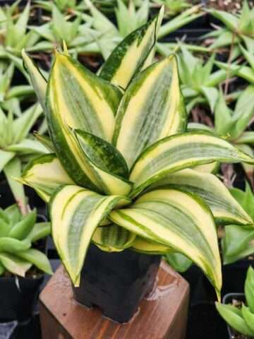 Morning Sunshine Snake Plant (Sansevieria trifasciata Golden)