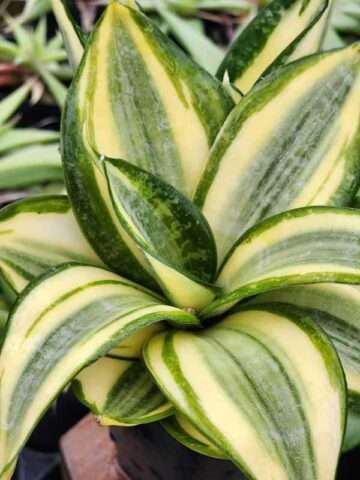 Alternative view of Morning Sunshine Snake Plant (Sansevieria trifasciata Golden)