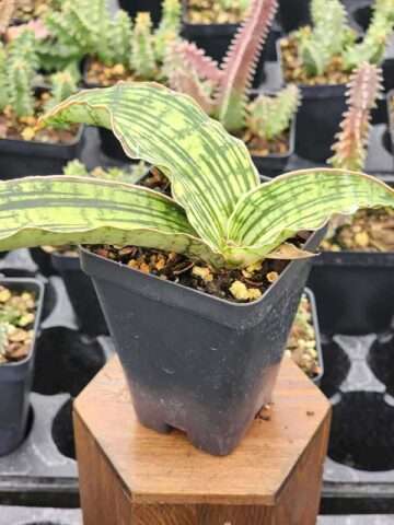 Alternative view of New Introduction Cleopatra Snake Plant (sansevieria pulchra hybrid)
