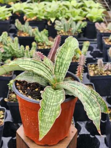 Alternative view of Lg. New Introduction Cleopatra Snake Plant (sansevieria pulchra hybrid)