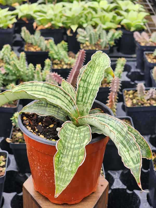 Lg. New Introduction Cleopatra Snake Plant (sansevieria pulchra hybrid) - Image 2
