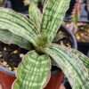 Lg. New Introduction Cleopatra Snake Plant (sansevieria pulchra hybrid)