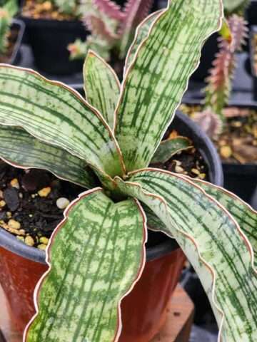 Lg. New Introduction Cleopatra Snake Plant (sansevieria pulchra hybrid)