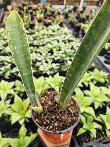 Alternative view of Lg. Showy Fischeri Leopard Bat Snake Plant (sansevieria)