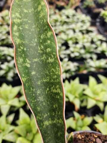 Lg. Showy Fischeri Leopard Bat Snake Plant (sansevieria)