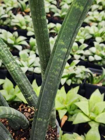 Alternative view of Lg. Collectors Fischeri Singularus Snake Plant (sansevieria)