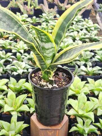 Lg. Medium Sized Futura Superba Snake Plant (sansevieria)