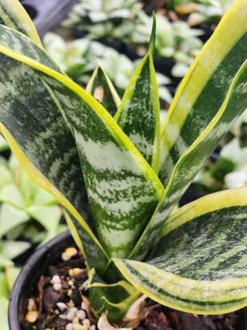 Alternative view of Lg. Medium Sized Futura Superba Snake Plant (sansevieria)