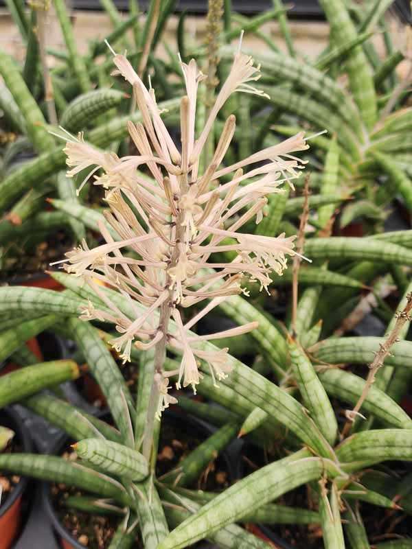 Popular Fan-Like Kenya Beauty Snake Plant (sansevieria) - Image 4