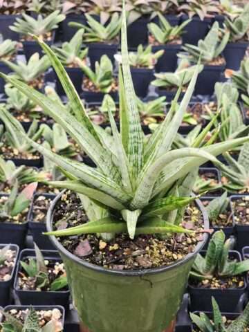 Lg. Lady Diamond Snake Plant (sansevieria)