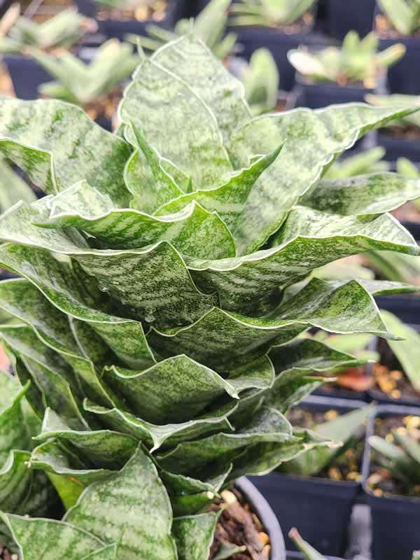 Lg. Compact Mahanakorn Snake Plant (sansevieria hybrid) - Image 2