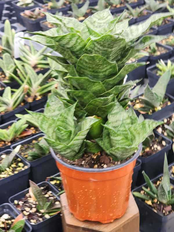 Lg. Compact Mahanakorn Snake Plant (sansevieria hybrid) - Image 3