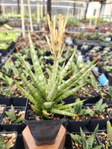 New Caespitosa Snake Plant (sansevieria hybrid)