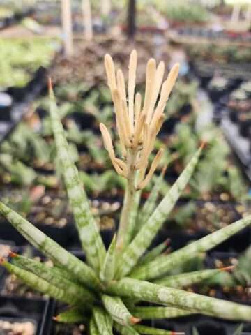 Alternative view of New Caespitosa Snake Plant (sansevieria hybrid)