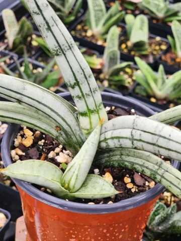 Alternative view of Lg. Out Post Snake Plant (sansevieria hybrid)
