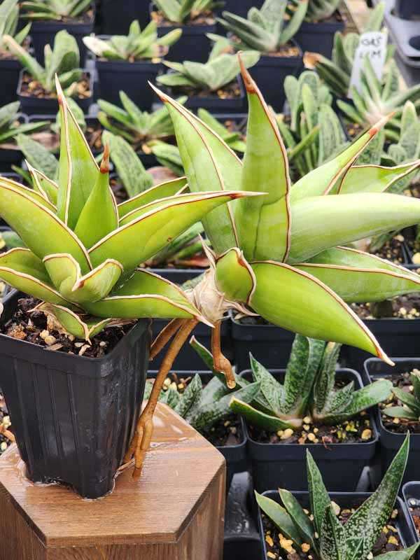 Unusual Walking Pinguicula Snake Plant (sansevieria)