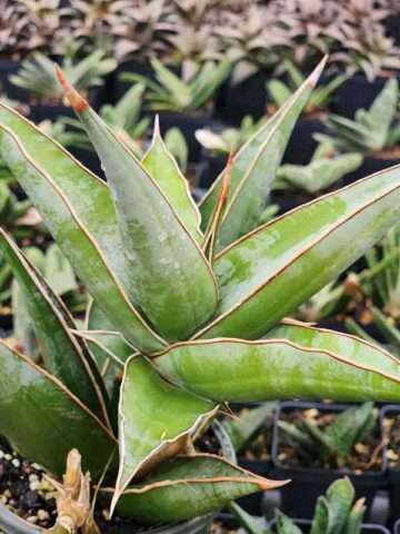 Alternative view of Lg. Unusual Walking Pinguicula Snake Plant (sansevieria)