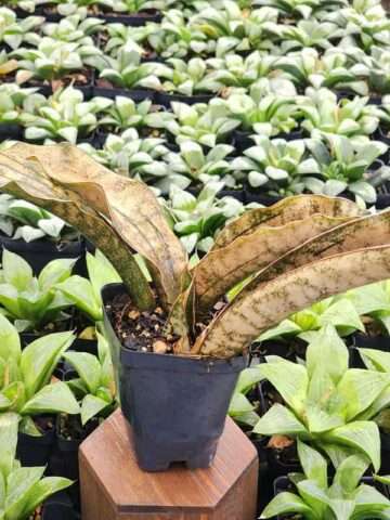 Popular Kirkii Pulchra Coppertone Snake Plant (sansevieria kirkii)