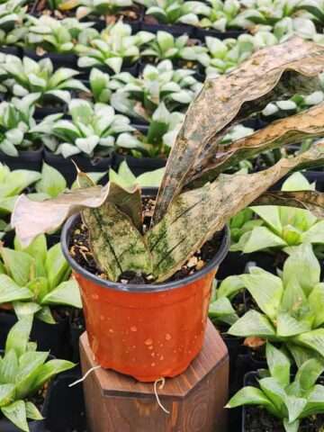 Lg. Kirkii Pulchra Coppertone Snake Plant (sansevieria kirkii)