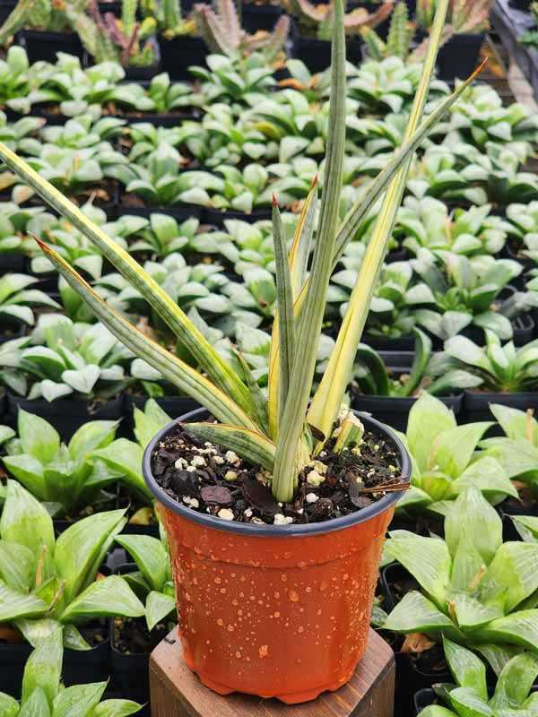 Lg. White Pinstripe Royal Crown Snake Plant (sansevieria hybrid) - Image 3